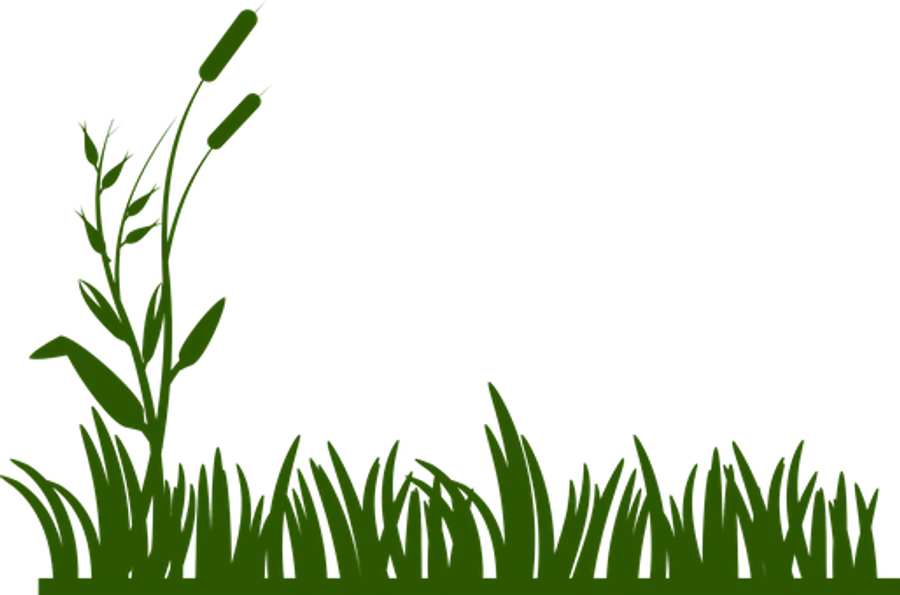Grass PNG Images