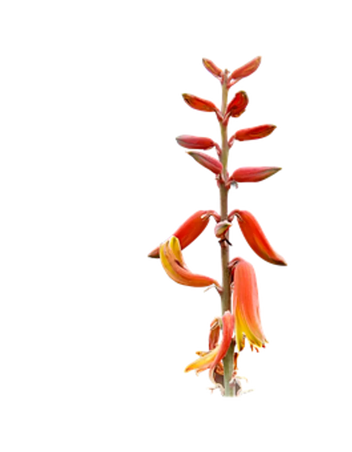 Plant PNG Images