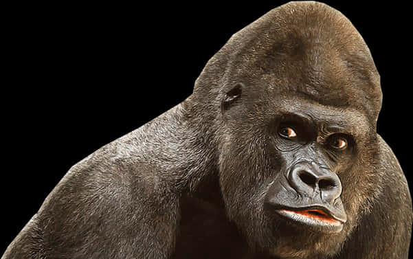 Intense Gorilla Portrait Image