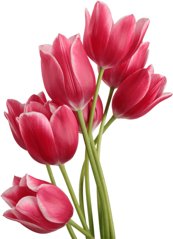 Vibrant Pink Tulips Bouquet Image