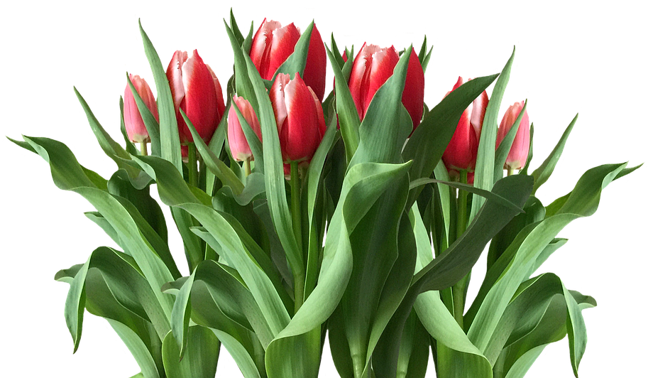 Vibrant Red Tulips Bouquet Image